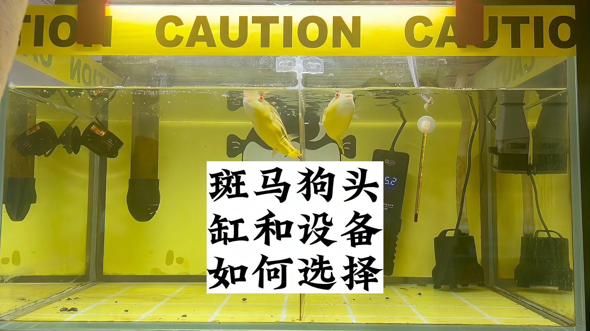斑馬狗頭魚需要多大的魚缸？，斑馬狗頭魚的飼養(yǎng)方法