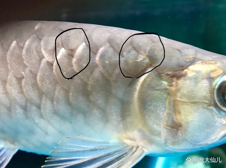 龍魚細菌感染如何治療，關于龍魚細菌感染的問題