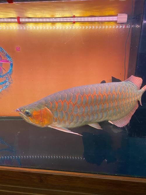 金龍福龍魚，如何鑒別真假白子紅龍魚？ 金龍福龍魚，如何鑒別真假白子紅龍魚？ 龍魚百科 第13張