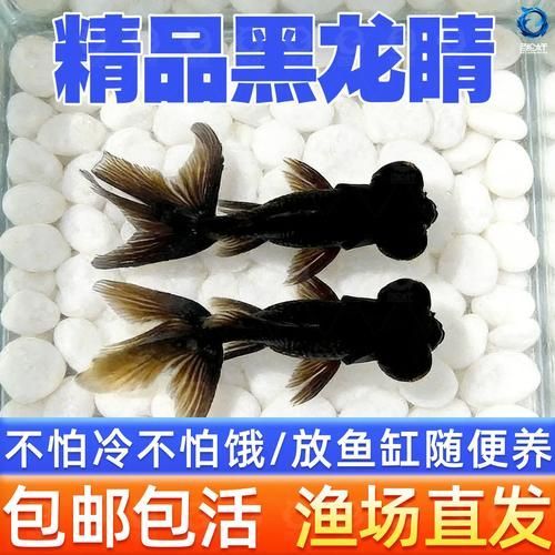 如何判斷黑龍睛是否健康，如何判斷黑龍睛金魚健康狀態