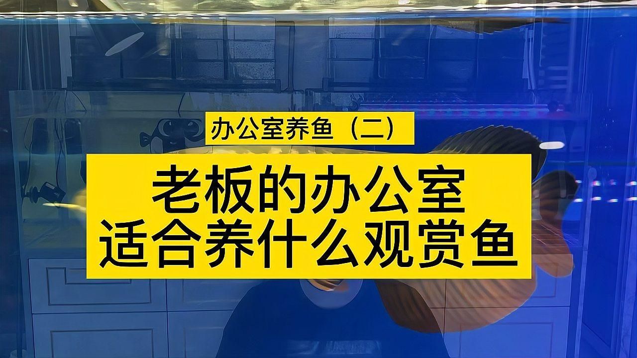 有哪些魚適合辦公室招財，辦公室擺放魚可以帶來好運和財富 有哪些魚適合辦公室招財，辦公室擺放魚可以帶來好運和財富 龍魚百科