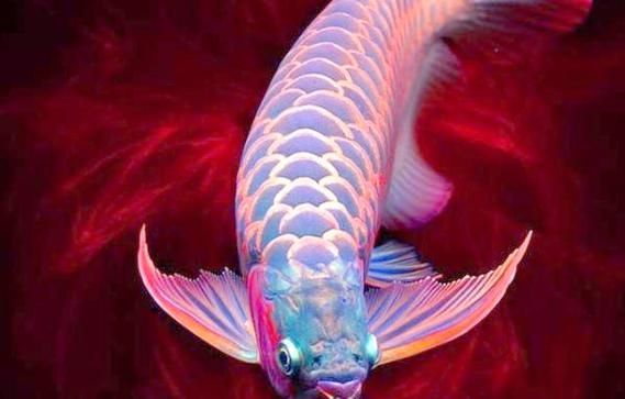 紅龍魚哪個品種最有升值空間，六角恐龍魚多久清理一次魚缸六角恐龍魚喂食周期表