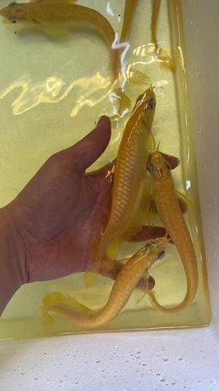 白子黃化銀龍魚，“白子黃化銀龍魚”與“黃化”并非同一類基因表現