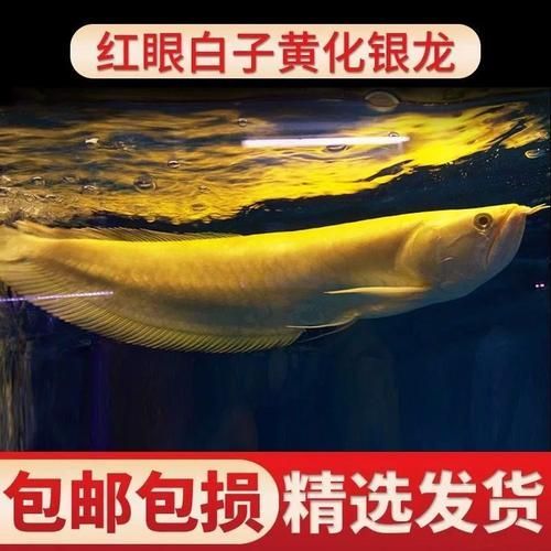 白子黃化銀龍魚，“白子黃化銀龍魚”與“黃化”并非同一類基因表現