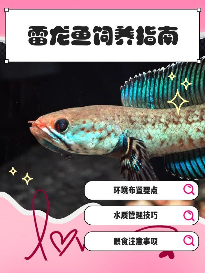 黃金夢幻雷龍魚有哪些特點？，黃金夢幻雷龍魚的飼養(yǎng)checklist