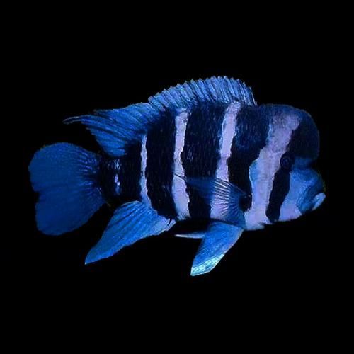 薩伊藍魚，“薩伊藍魚”并非獨立物種并非獨立物種并非獨立物種 薩伊藍魚，“薩伊藍魚”并非獨立物種并非獨立物種并非獨立物種 龍魚百科 第3張
