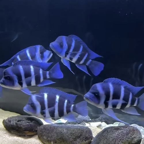 薩伊藍魚，“薩伊藍魚”并非獨立物種并非獨立物種并非獨立物種 薩伊藍魚，“薩伊藍魚”并非獨立物種并非獨立物種并非獨立物種 龍魚百科 第1張