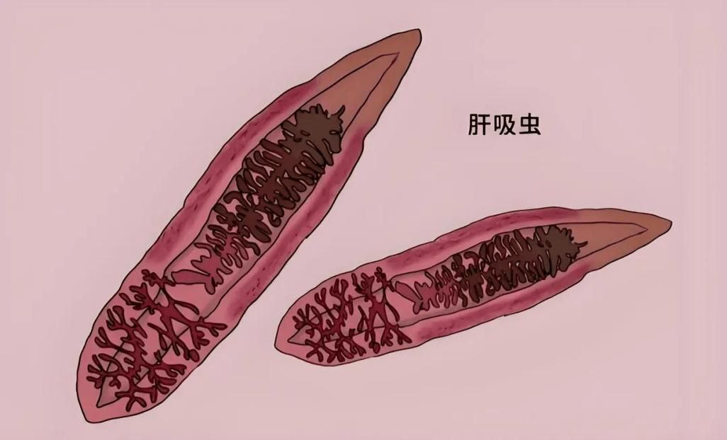如何預防魚寄生蟲感染，arxiv論文助手arxiv論文助手：魚寄生蟲感染