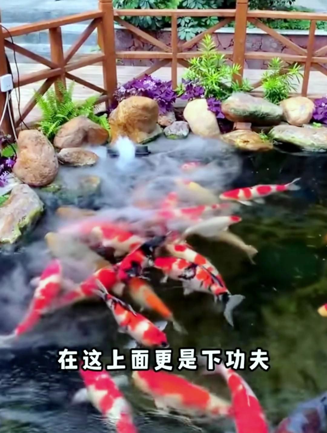 風水魚的數量有何講究，養魚的數量在風水中大有講究