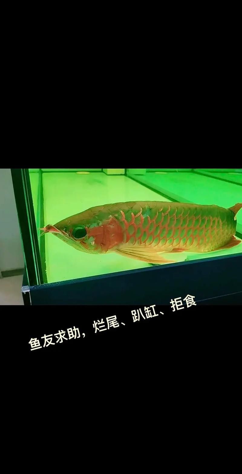 給我一些預防龍魚爛身的圖片，如何預防龍魚爛身病