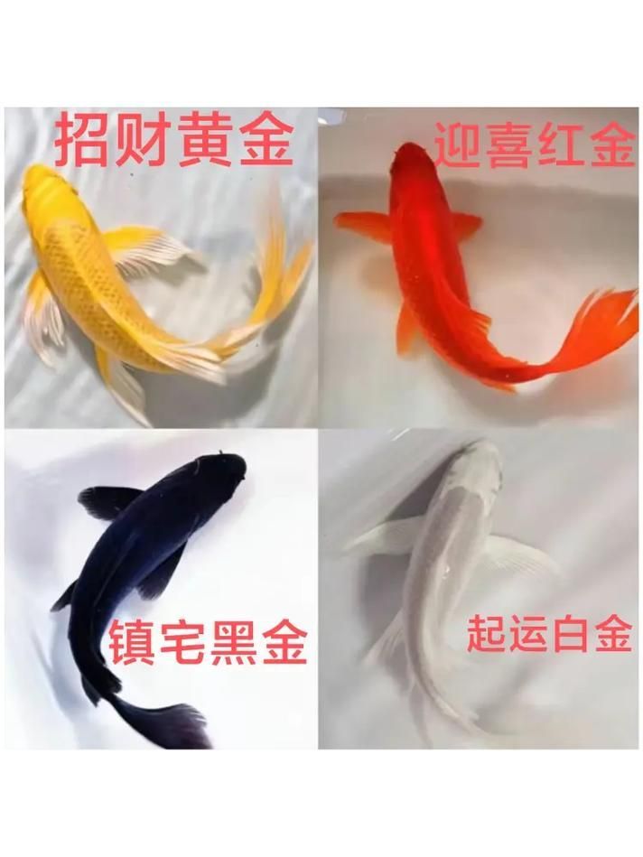 龍鳳魚如何選育，鳳魚選育流程