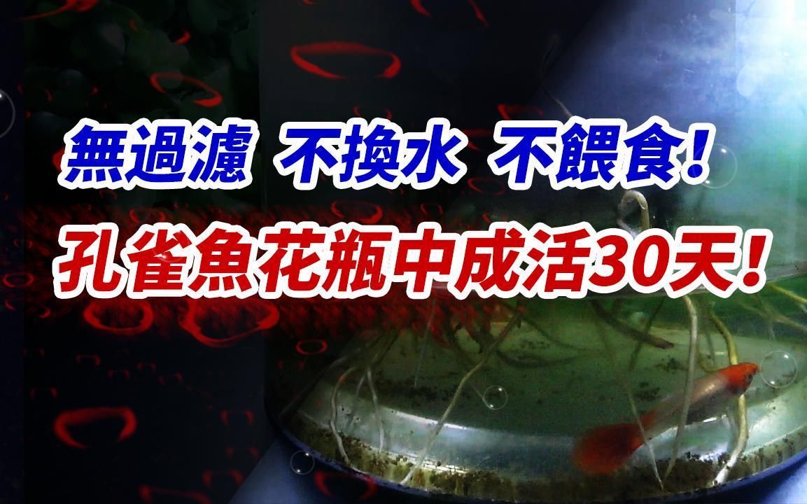 哪些魚可以幾天不喂，哪些魚類可以幾天不喂食 哪些魚可以幾天不喂，哪些魚類可以幾天不喂食 龍魚百科 第1張