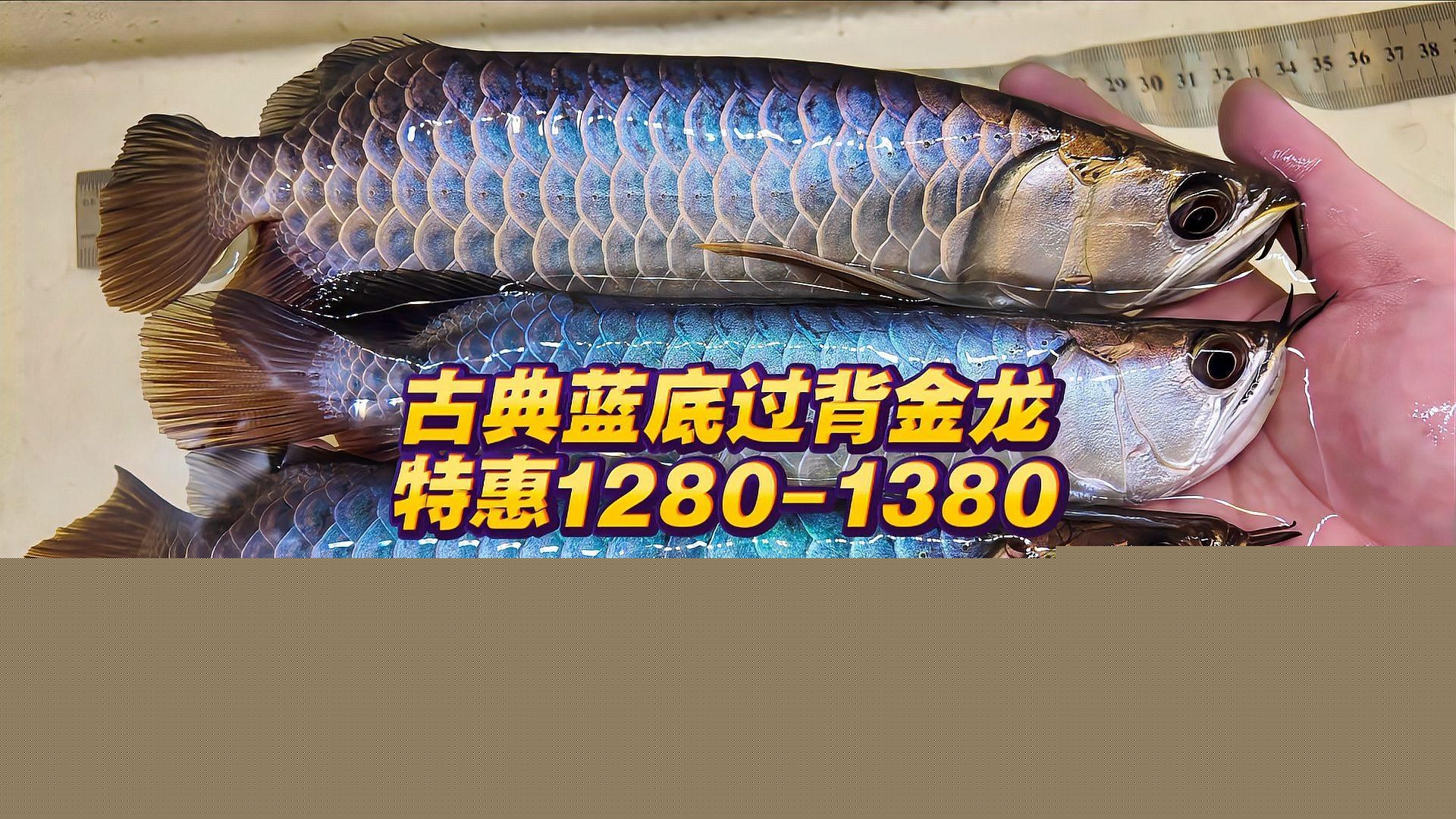 祥龍魚場有哪些知名種魚？，祥龍魚場主流種魚特征對比表
