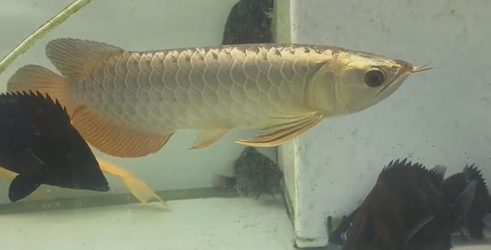 如何聯系祥龍魚場獲取龍魚圖片？，如何快速獲取祥龍魚場的龍魚圖片？