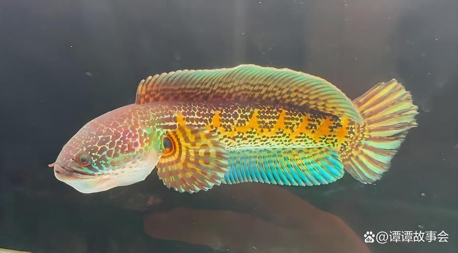 黃金夢幻雷龍魚，“黃金夢幻雷龍魚（goldensnakehead）（goldensnakehead）