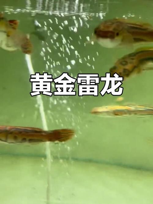黃金夢幻雷龍魚，“黃金夢幻雷龍魚（goldensnakehead）（goldensnakehead）