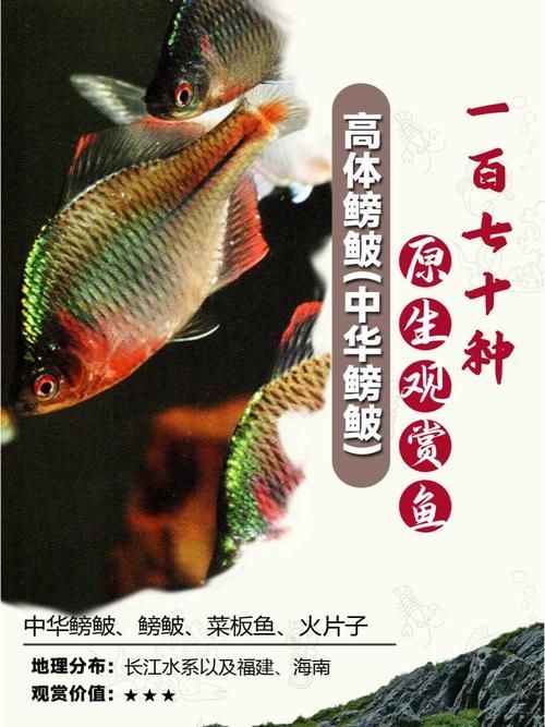 野彩魚(yú)，“野彩魚(yú)在繁殖期體色如虹而得名“七彩魚(yú)”是一類(lèi)魚(yú)類(lèi)