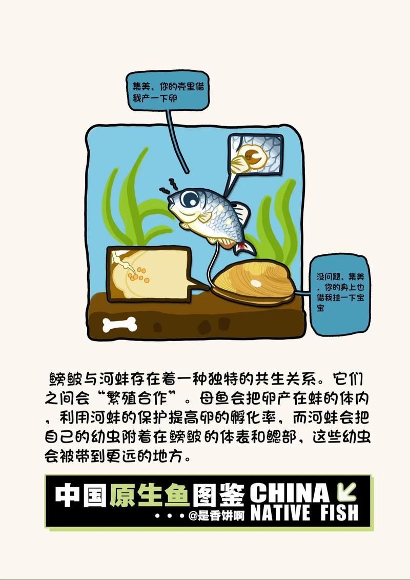野彩魚(yú)，“野彩魚(yú)在繁殖期體色如虹而得名“七彩魚(yú)”是一類(lèi)魚(yú)類(lèi)