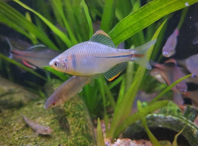 野彩魚(yú)，“野彩魚(yú)在繁殖期體色如虹而得名“七彩魚(yú)”是一類(lèi)魚(yú)類(lèi)