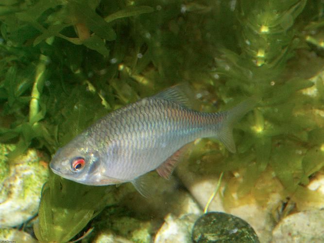 野彩魚,“野彩魚在繁殖期體色如虹而得名“七彩魚”是一類魚類