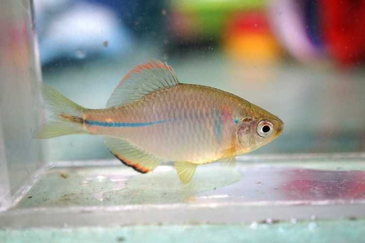 野彩魚,“野彩魚在繁殖期體色如虹而得名“七彩魚”是一類魚類