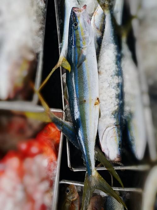 拉倫魚的市場價格是多少，拉倫魚市場價格在每公斤50至100元人民幣之間