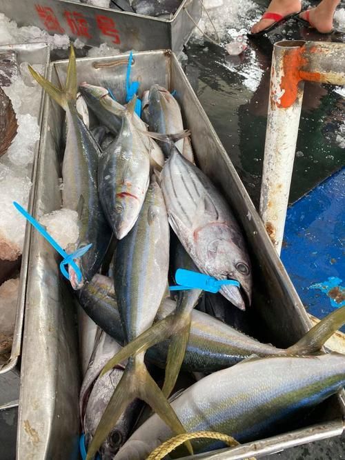 拉倫魚的市場價格是多少，拉倫魚市場價格在每公斤50至100元人民幣之間