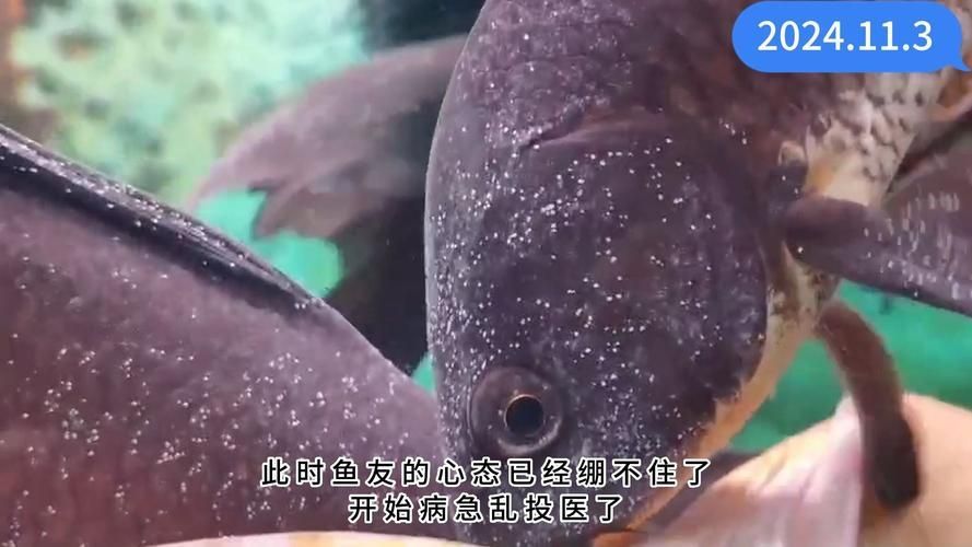 黑影道人魚有哪些常見疾病？，關于黑影道人魚的一些問題