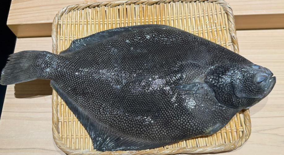 彩鰈有哪些品種？