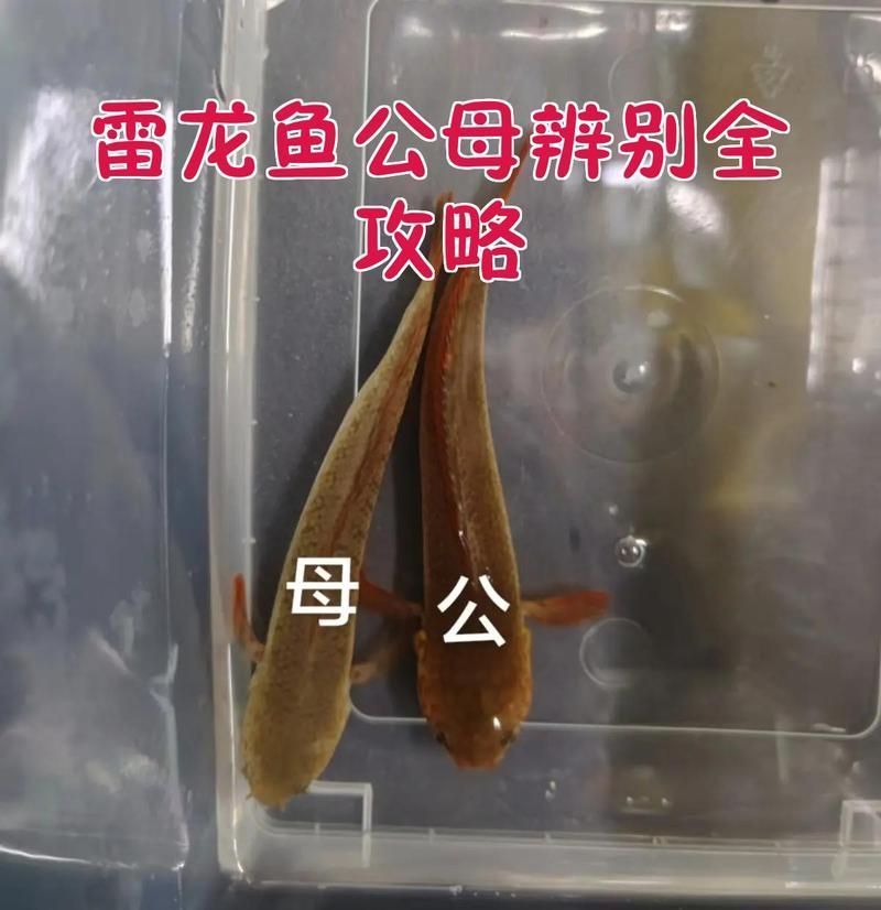 如何區分鬼王雷龍魚的三個角色，鬼王雷龍公母辨別全攻略 如何區分鬼王雷龍魚的三個角色，鬼王雷龍公母辨別全攻略 龍魚百科 第1張