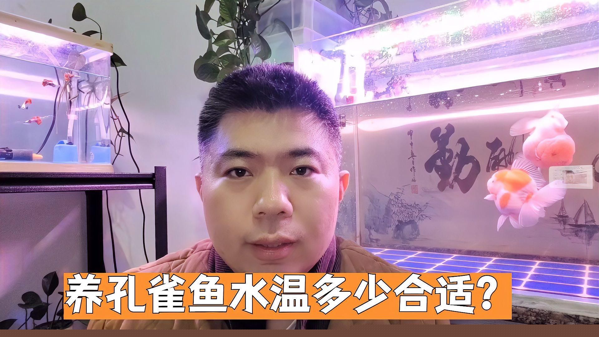 孔雀魚耐高溫嗎，養孔雀魚水溫多少合適？