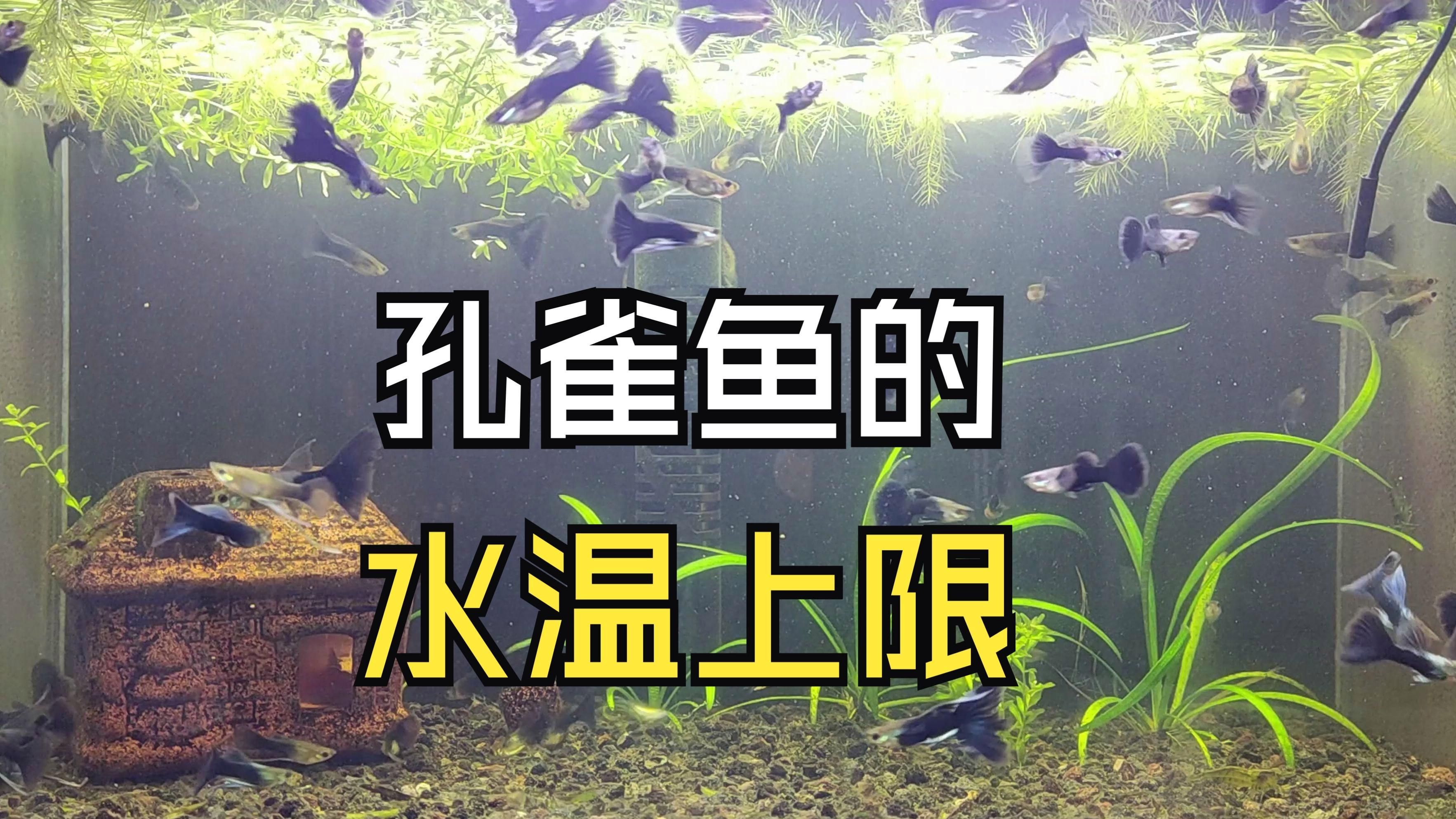 孔雀魚耐高溫嗎，養孔雀魚水溫多少合適？