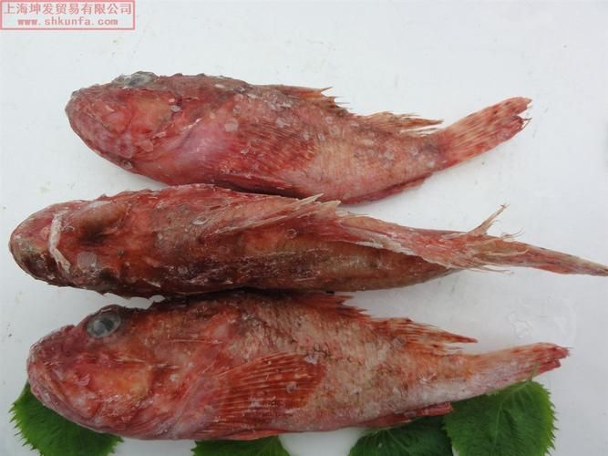 紅老虎魚的市場價格波動大嗎？，紅老虎魚市場價格波動價格波動情況需補充英文關鍵詞 紅老虎魚的市場價格波動大嗎？，紅老虎魚市場價格波動價格波動情況需補充英文關鍵詞 龍魚百科 第5張