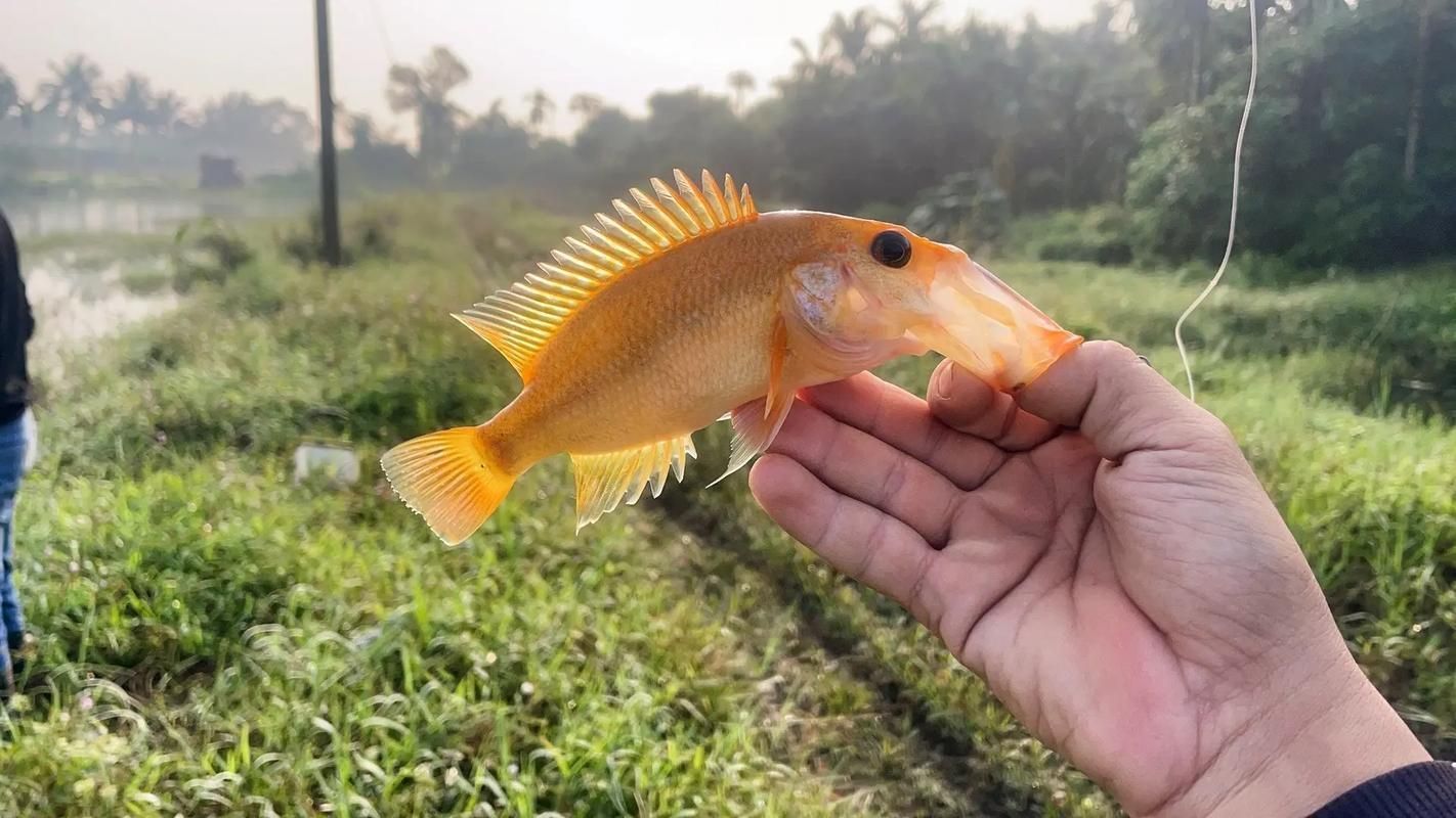 紅老虎魚的市場價格波動大嗎？，紅老虎魚市場價格波動價格波動情況需補充英文關鍵詞 紅老虎魚的市場價格波動大嗎？，紅老虎魚市場價格波動價格波動情況需補充英文關鍵詞 龍魚百科 第3張