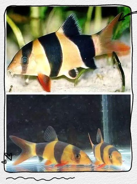 如何辨別三間鼠魚的品質？，pangiosemicincta三間鼠魚（pangiosemicincta）