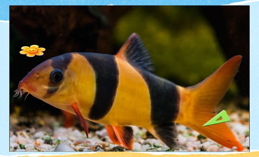 如何辨別三間鼠魚的品質？，pangiosemicincta三間鼠魚（pangiosemicincta）