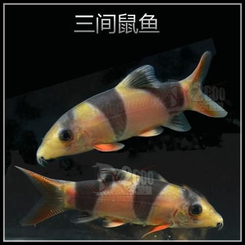 如何辨別三間鼠魚的品質？，pangiosemicincta三間鼠魚（pangiosemicincta）