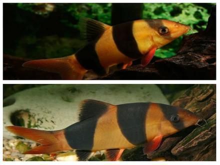 如何辨別三間鼠魚的品質？，pangiosemicincta三間鼠魚（pangiosemicincta）