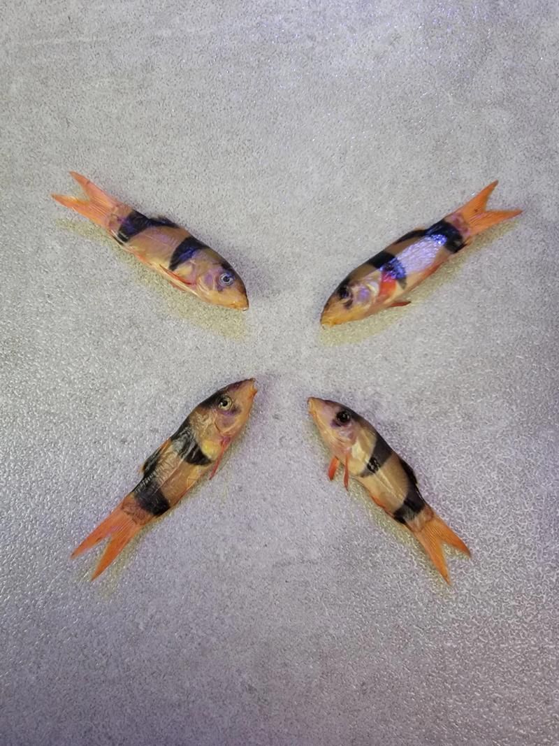 如何辨別三間鼠魚的品質？，pangiosemicincta三間鼠魚（pangiosemicincta）