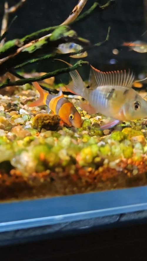 如何辨別三間鼠魚的品質？，pangiosemicincta三間鼠魚（pangiosemicincta）