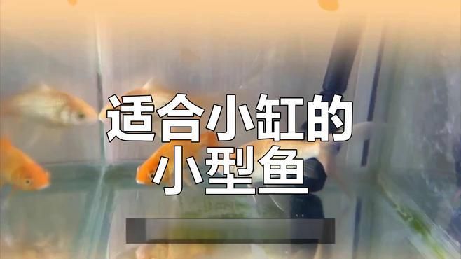 有哪些適合小空間養的魚，小空間養魚，關鍵在于選對“省心又好看”的品種