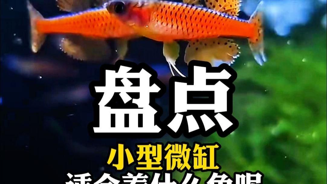 有哪些適合小空間養的魚，小空間養魚，關鍵在于選對“省心又好看”的品種