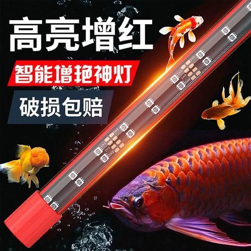 龍魚缸需要哪些設備？，打造專業龍魚缸所需的6大核心設備 龍魚缸需要哪些設備？，打造專業龍魚缸所需的6大核心設備 龍魚百科 第10張
