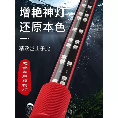 龍魚缸需要哪些設備？，打造專業龍魚缸所需的6大核心設備 龍魚缸需要哪些設備？，打造專業龍魚缸所需的6大核心設備 龍魚百科 第7張