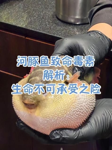 如何安全地食用高風險魚類，如何安全地接觸高風險魚類