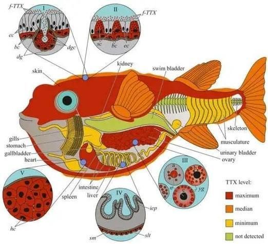 如何安全地食用高風險魚類，如何安全地接觸高風險魚類