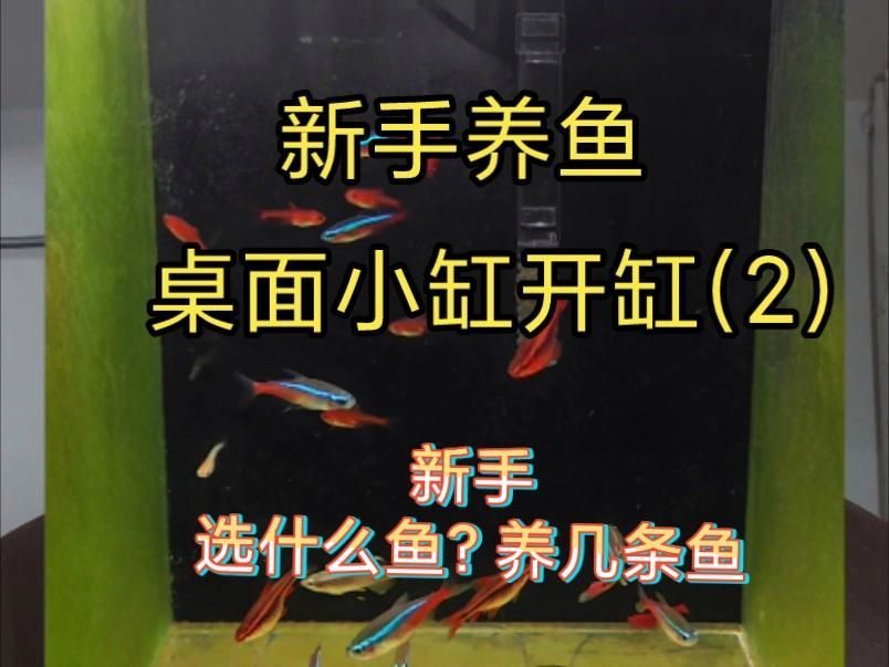養魚幾條適合初學者，如何選擇適合的魚缸？