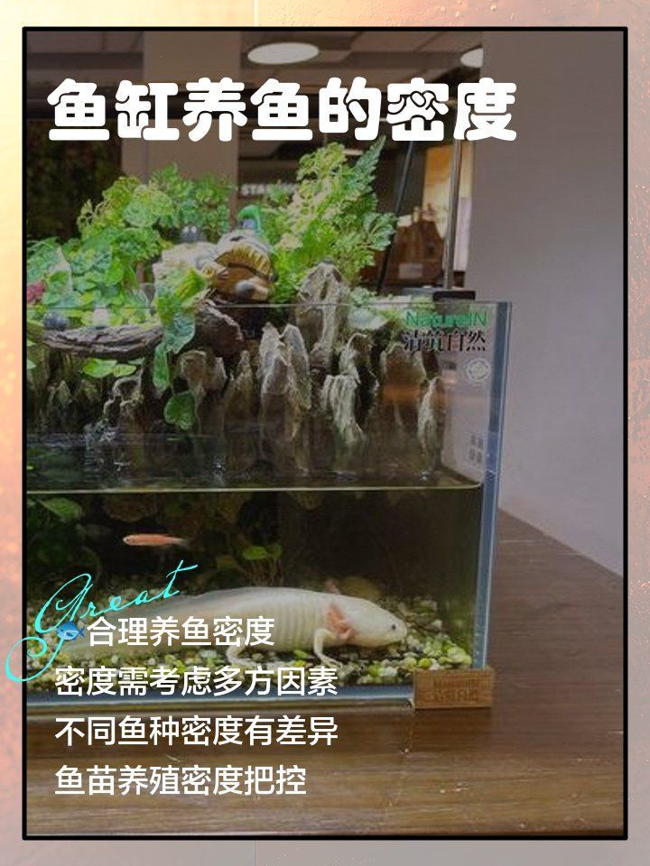 這個魚缸適合養多少條龍魚？，一個魚缸適合養多少條龍魚？