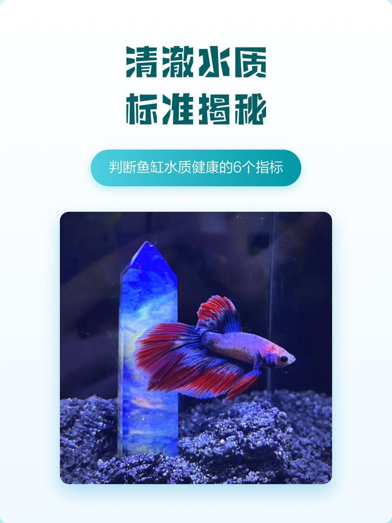 如何判斷魚(yú)缸水是否安全，如何判斷魚(yú)缸水質(zhì)是否健康 如何判斷魚(yú)缸水是否安全，如何判斷魚(yú)缸水質(zhì)是否健康 龍魚(yú)百科 第2張