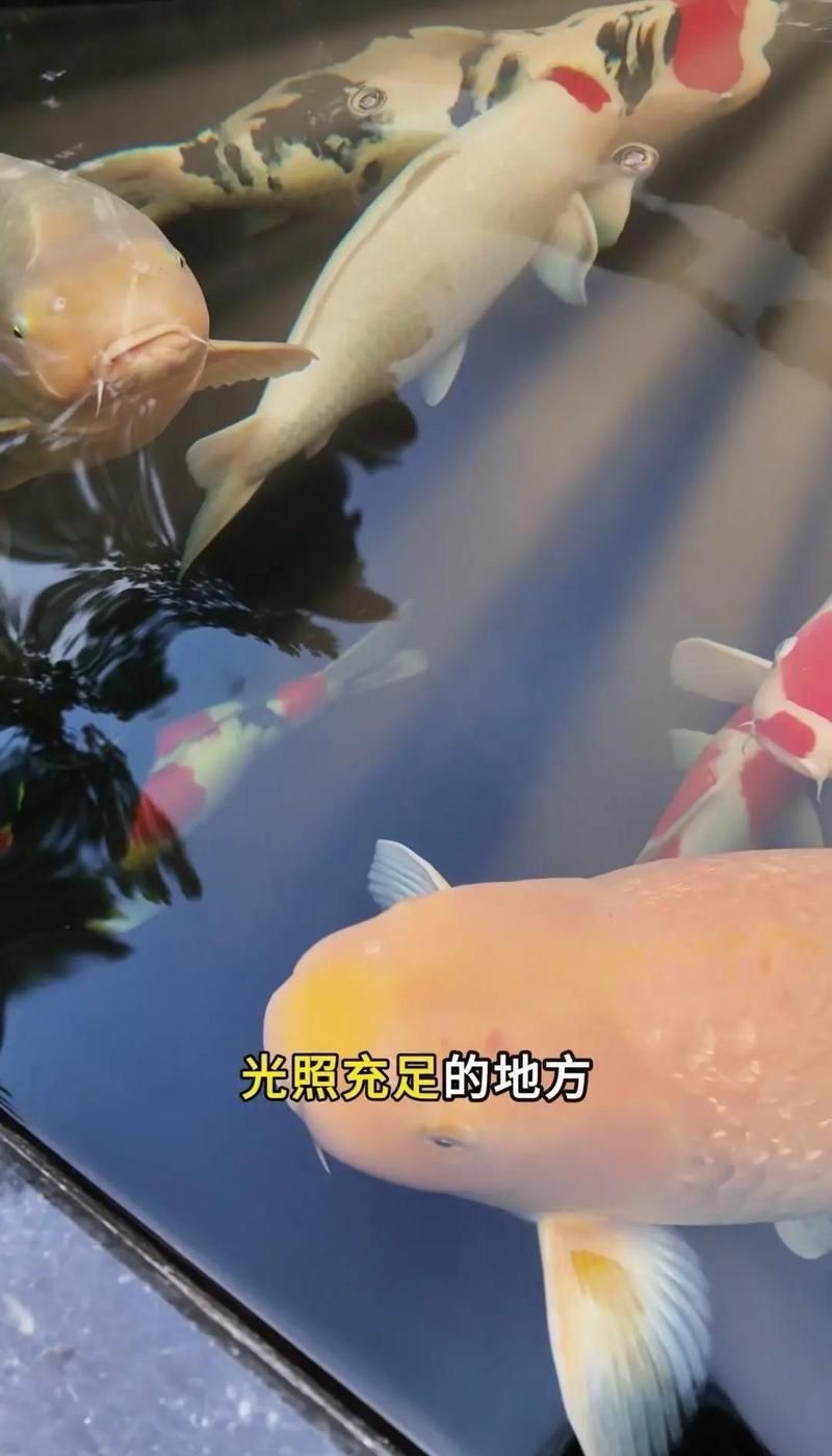 魚缸形狀與方位有何關聯，魚缸擺放位置大揭秘 魚缸形狀與方位有何關聯，魚缸擺放位置大揭秘 龍魚百科 第2張
